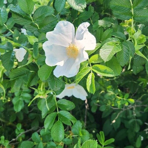 Rosa rugosa Flower