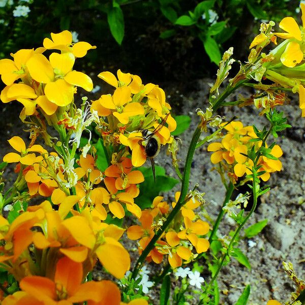 Erysimum odoratum Blomst