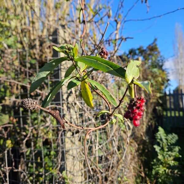 Lonicera periclymenum Habit