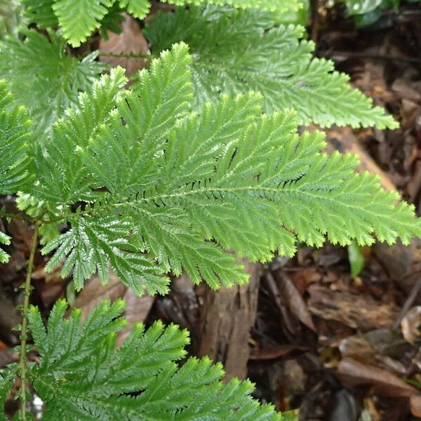 Selaginella vogelii Leaf