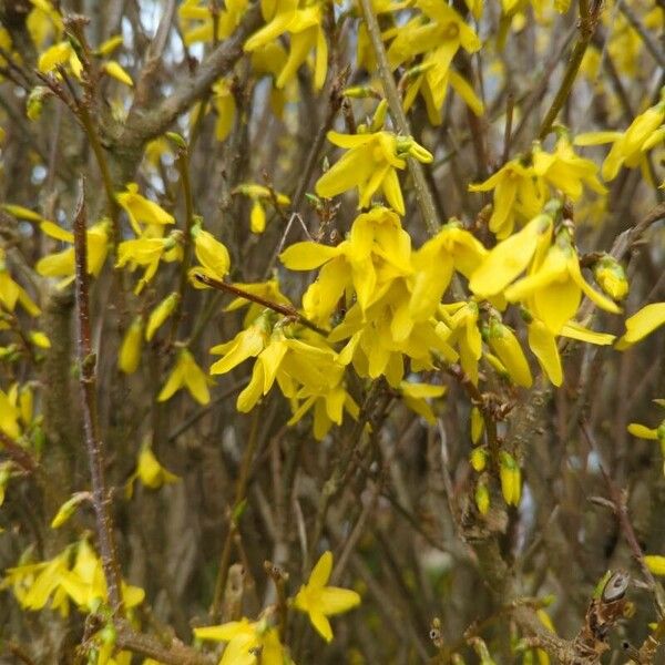 Forsythia viridissima Blüte