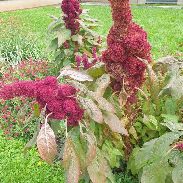 Amaranthus caudatus 叶