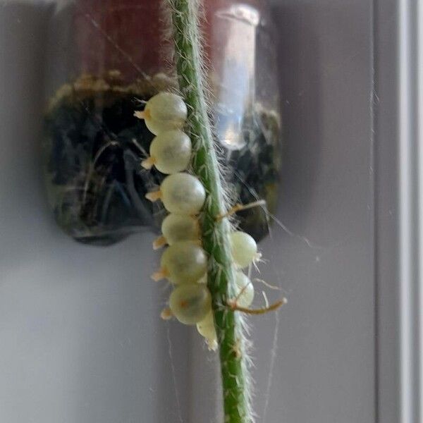 Rhipsalis baccifera Leaf