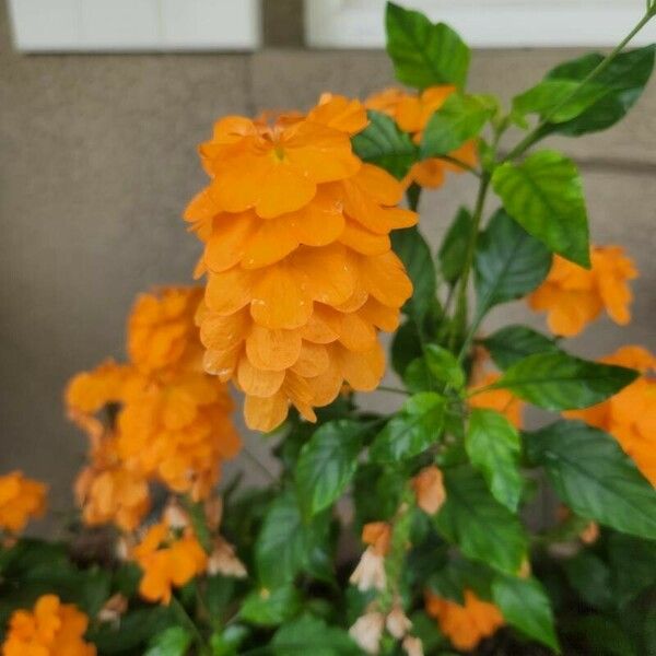 Crossandra infundibuliformis Flower