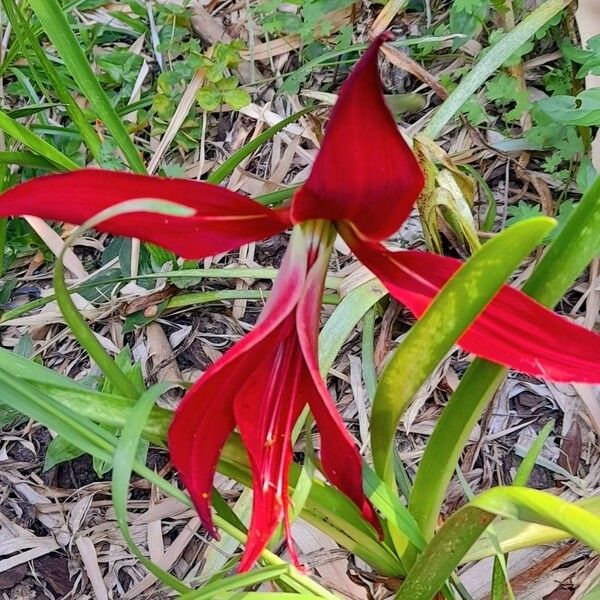 Sprekelia formosissima Cvet