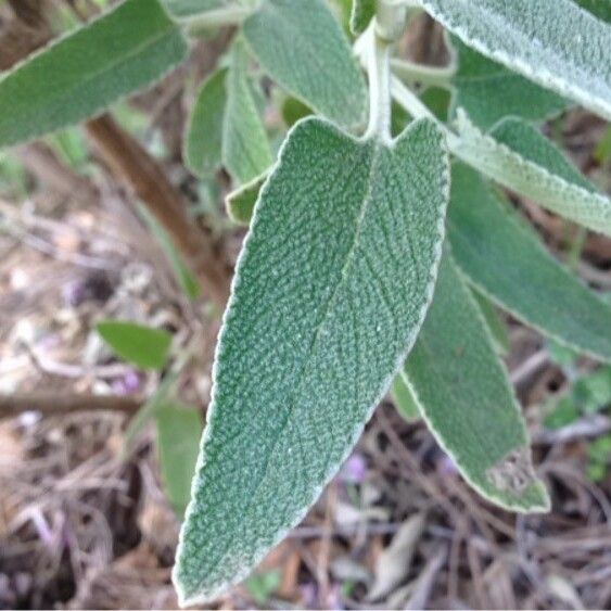 Phlomis purpurea Ліст