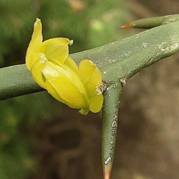 Citrus trifoliata Folla