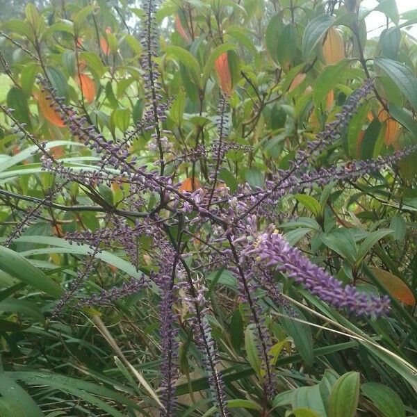 Cordyline stricta Kvet