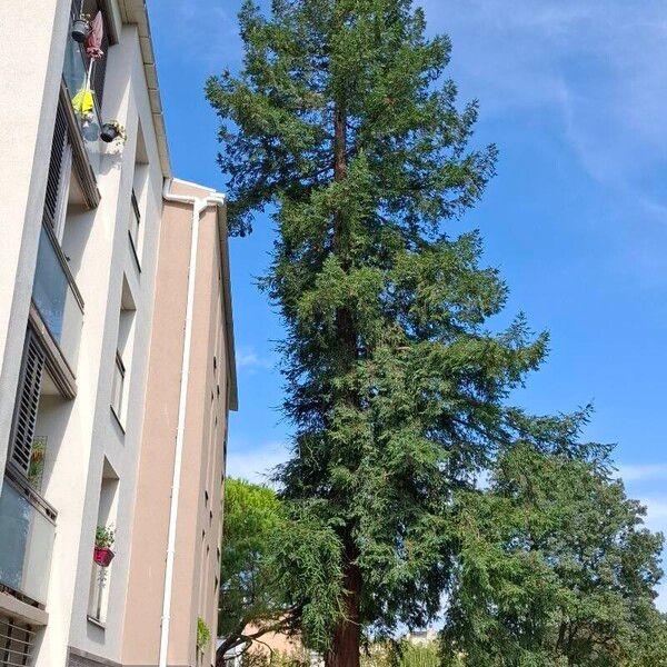 Sequoia sempervirens आदत