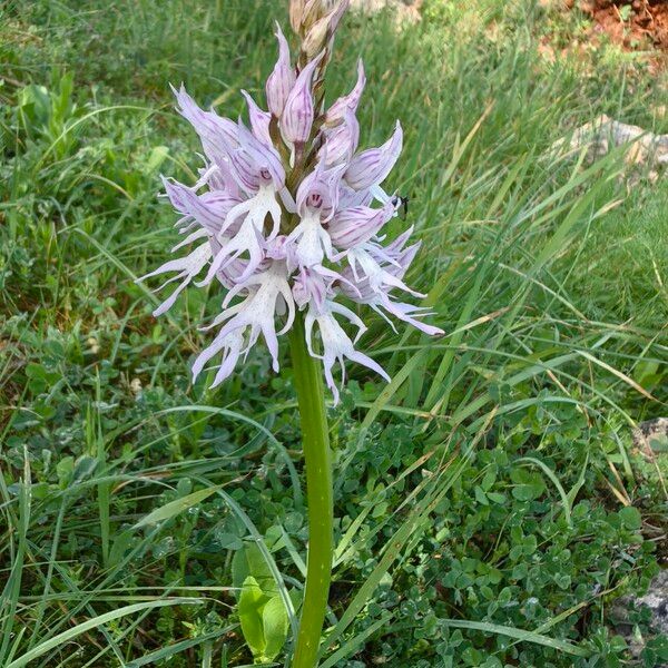 Orchis italica Bloem