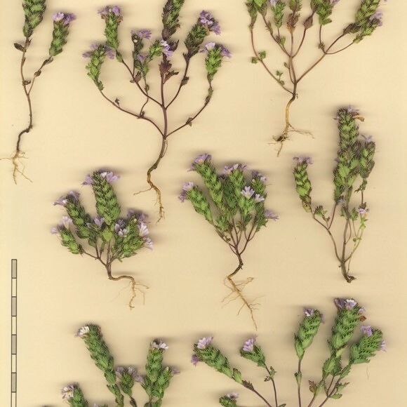 Euphrasia alpina その他の提案