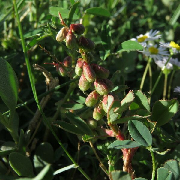 Melilotus indicus Квітка