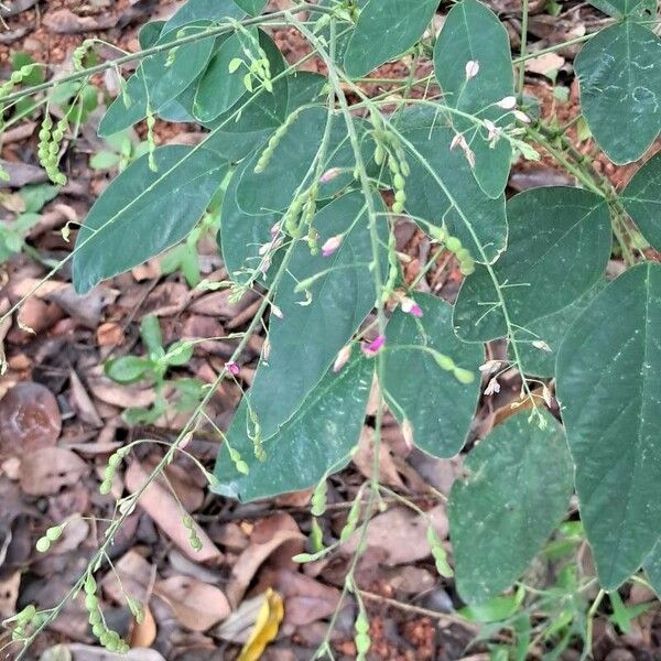 Desmodium tortuosum Blüte