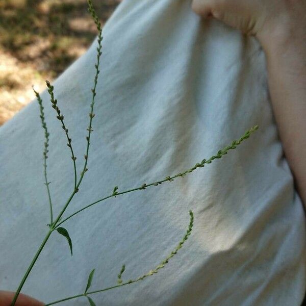 Verbena urticifolia Цвят