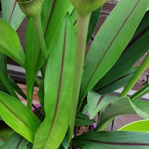 Curcuma alismatifolia Leaf