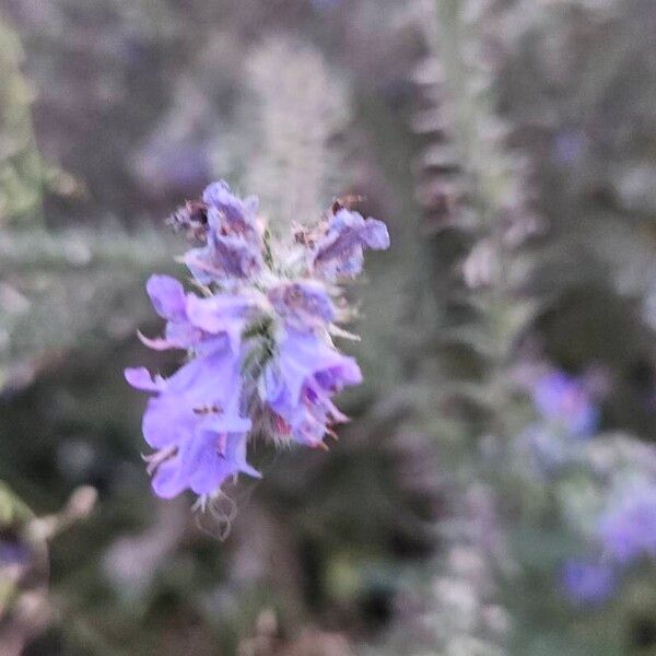 Echium vulgare 花