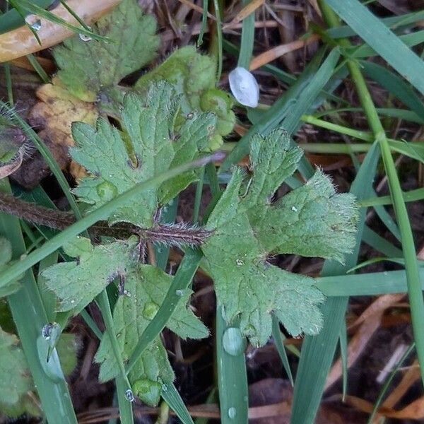 Ranunculus bulbosus Liść