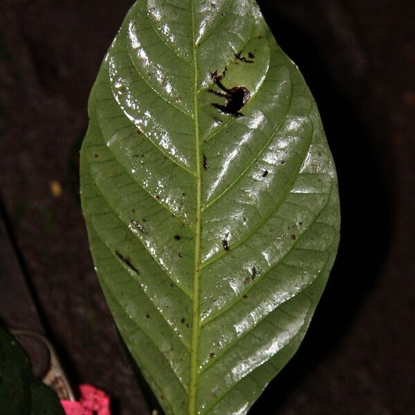 Psychotria alatipes Leaf