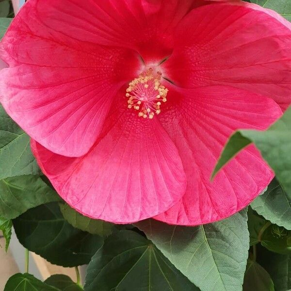 Hibiscus moscheutos Flower