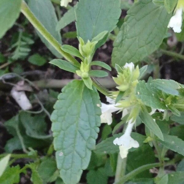 Stachys annua Hostoa