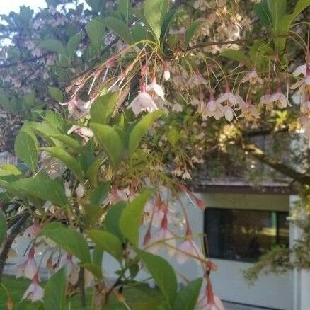 Styrax japonicus फूल