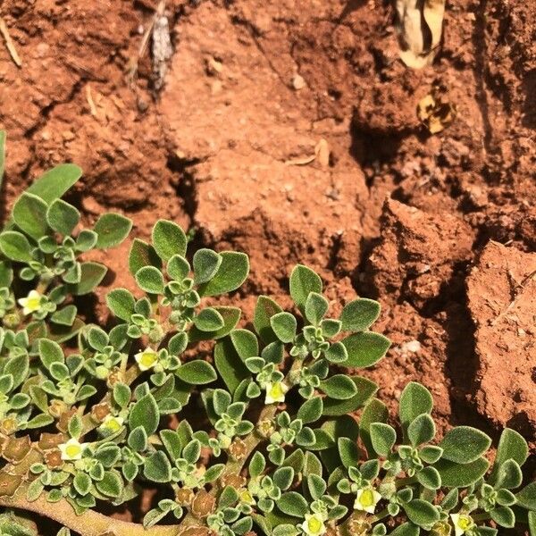 Aizoon canariense Flor