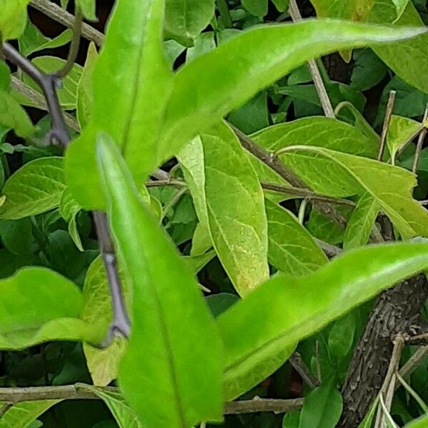 Solanum laxum Liść