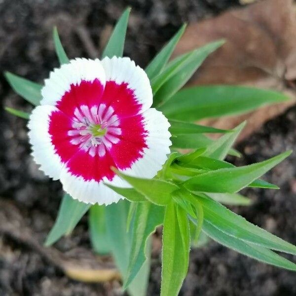 Dianthus barbatus 花