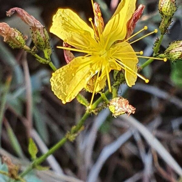 Hypericum annulatum Blomst