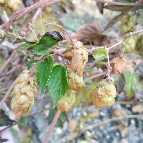 Humulus lupulus Floare