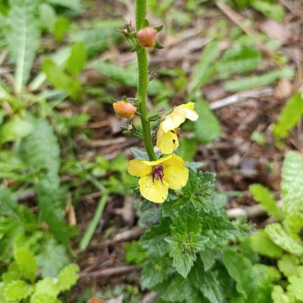 Verbascum blattaria Flor