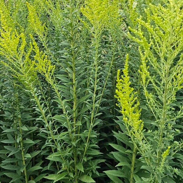 Solidago canadensis Leaf