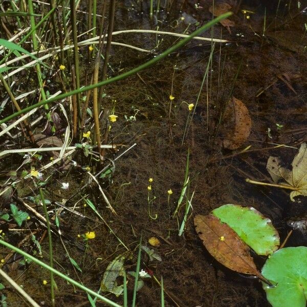 Utricularia gibba Habitus