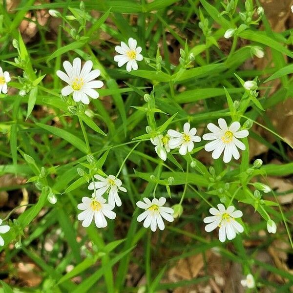 Stellaria palustris Blüte