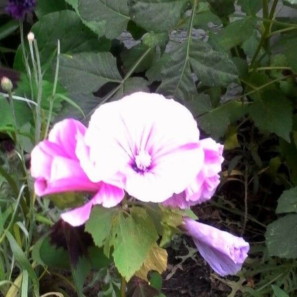 Lavatera trimestris Flor