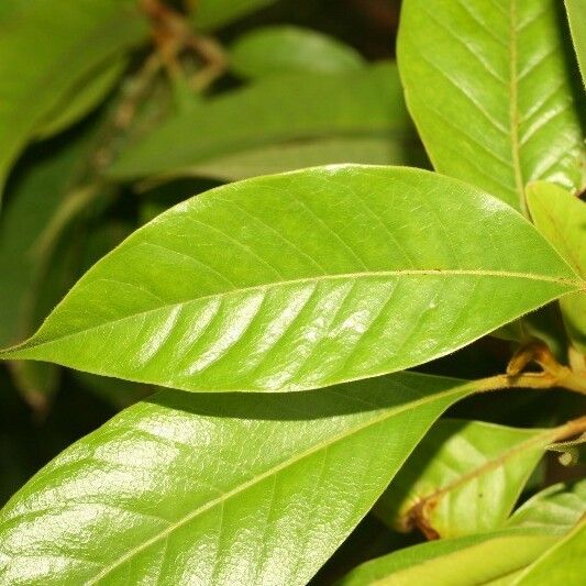 Michelia champaca Leaf