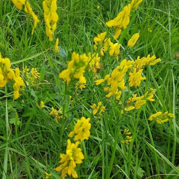 Genista tinctoria Blatt