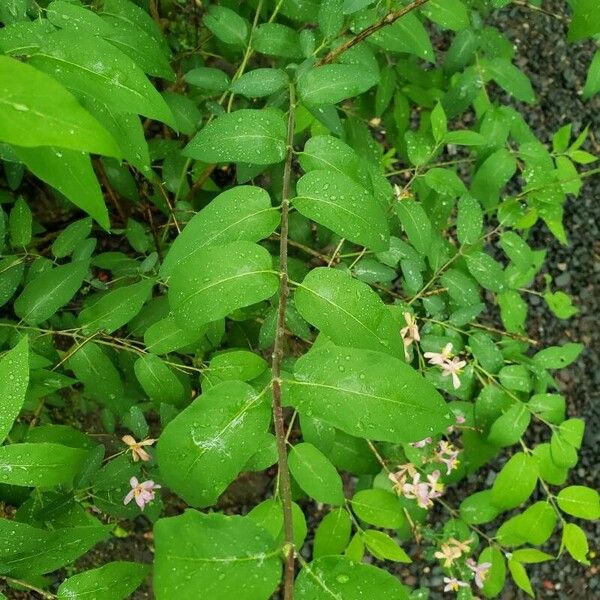 Lonicera tatarica Fuelha