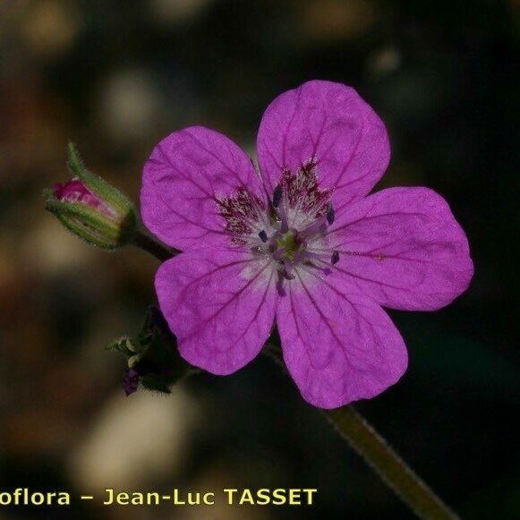 Erodium carvifolium Õis