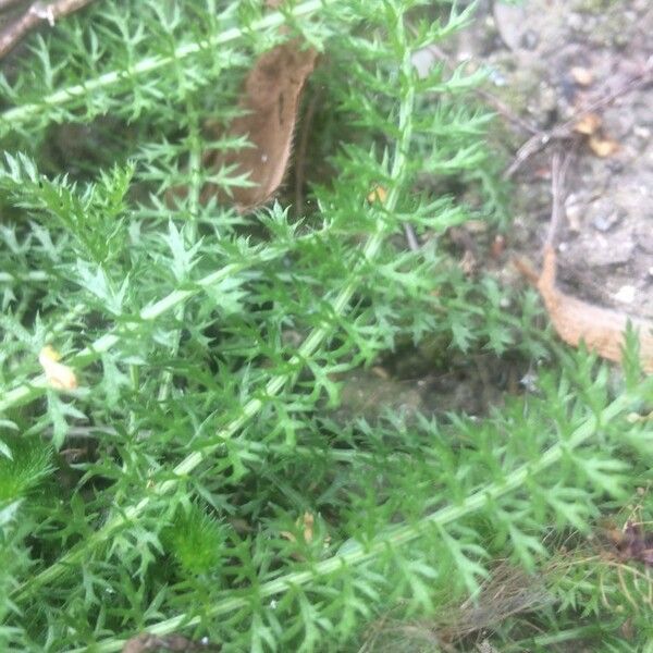 Achillea millefolium Feuille