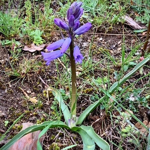 Hyacinthoides hispanica आदत