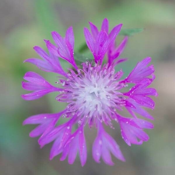 Centaurea napifolia 花