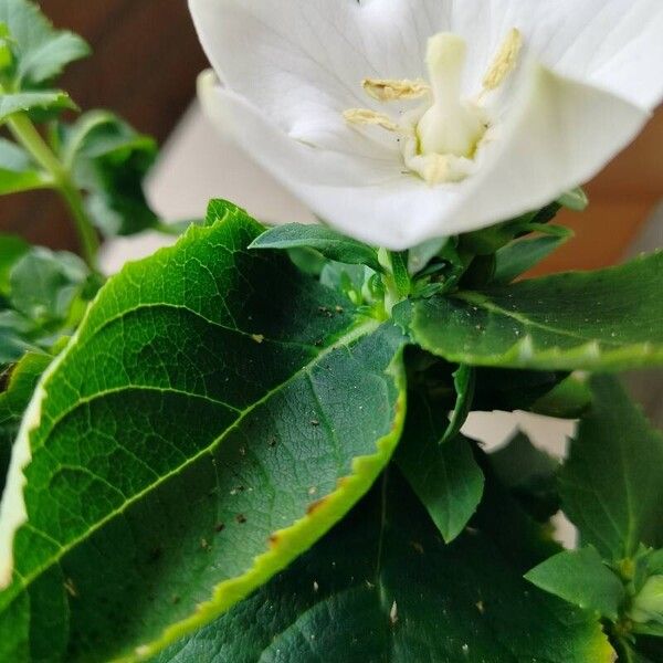 Campanula carpatica Цвят