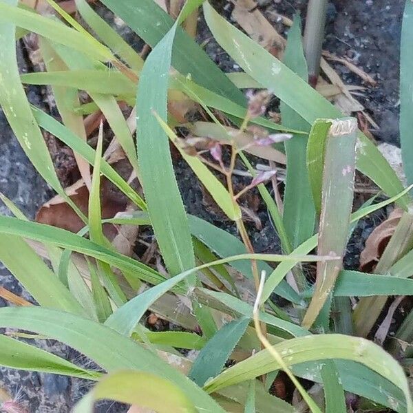 Eragrostis minor Blad