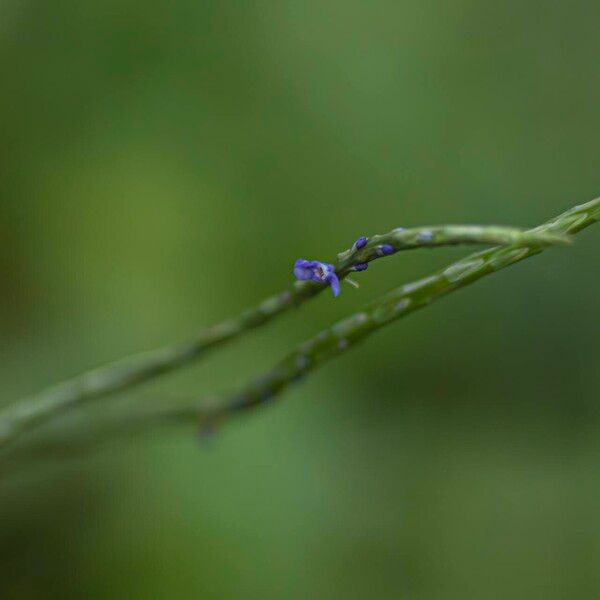 Stachytarpheta jamaicensis Кветка