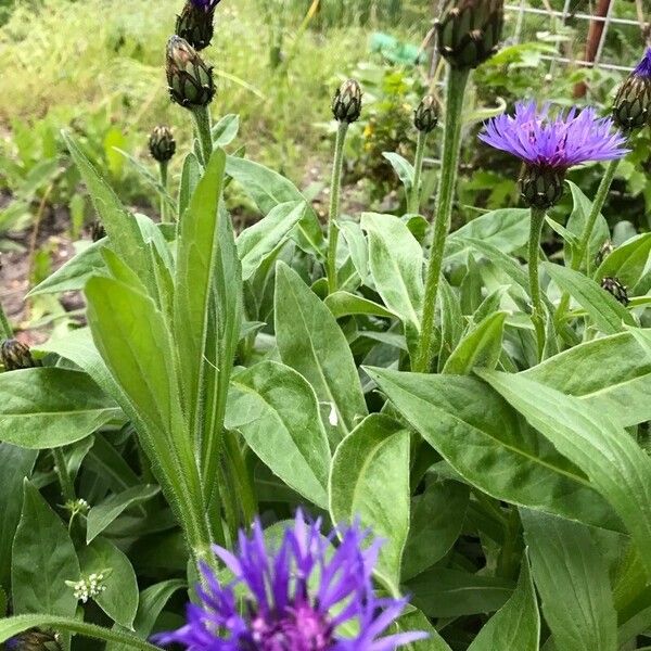 Centaurea triumfettii Floro