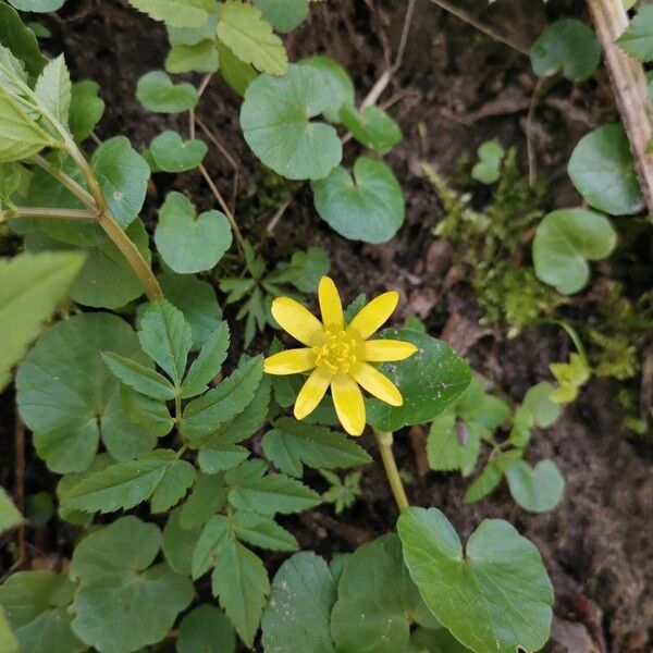 Ficaria verna Floare