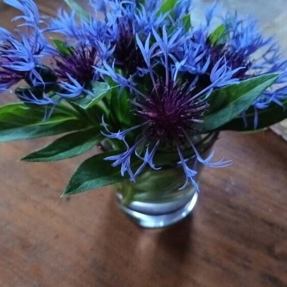 Centaurea triumfettii Flower