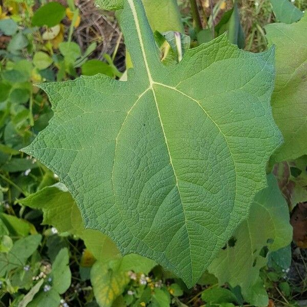 Smallanthus sonchifolius Leaf