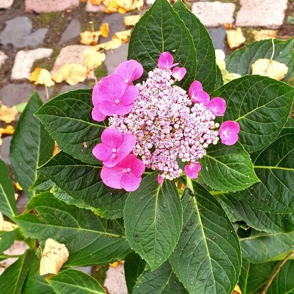 Hydrangea macrophylla Lorea